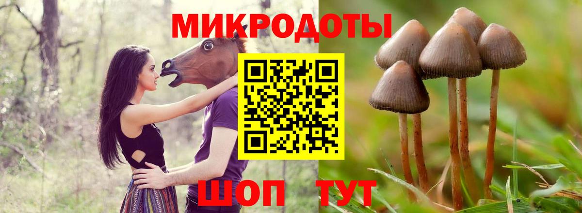 Каменка  Галлюциногенные грибы Psilocybe  Вход с VPN 